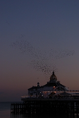 David Plant Photography - Wildlife Photographer - Starlings - F